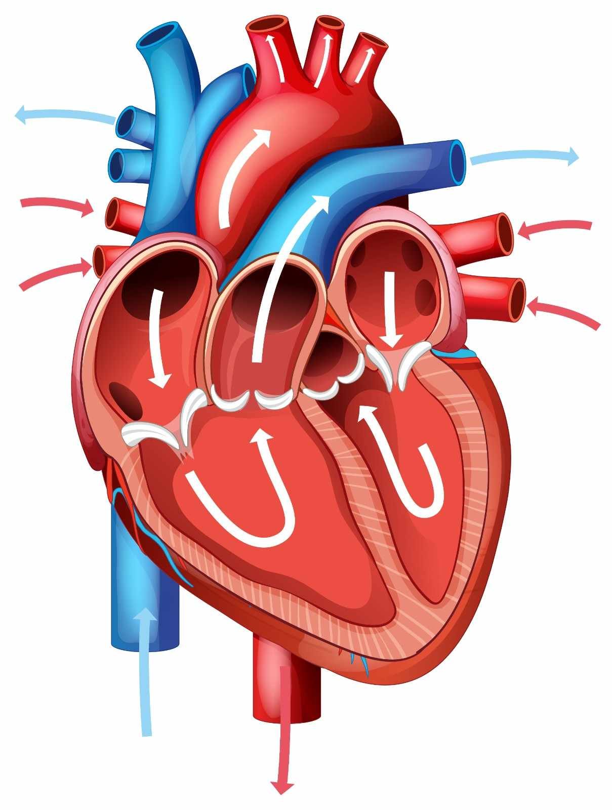 Cardiology